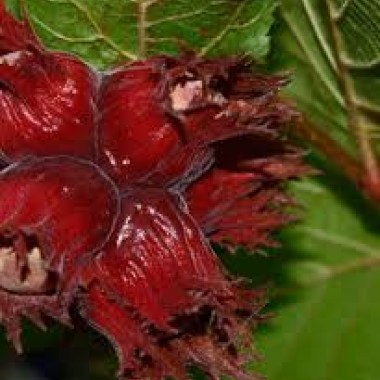 images (1)28